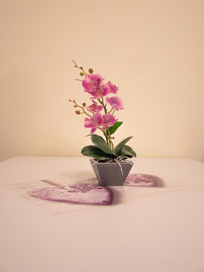 דירות בלאנו Camelia House מראה חיצוני תמונה